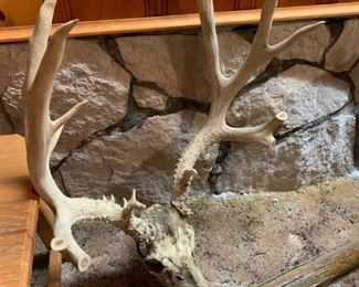 Deer Antlers with Skull