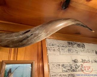 6 1/2' Texas Longhorn Mounted Horns