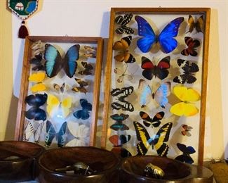 Real butterflies collected in the Amazon 