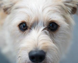 Grizzly...he helped us. Not for sale...