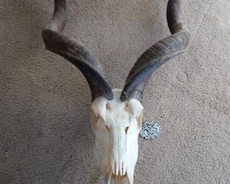 Kudu