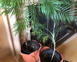 Two, live Areca palm trees in clay pots.