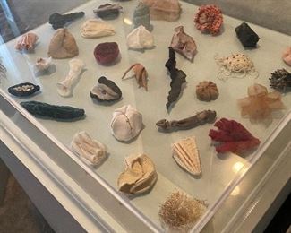 Display in tact on laminate base with lucite cover of artifacts representing body parts