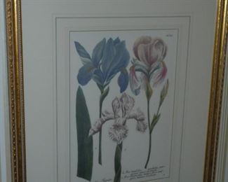 1 of 2 framed & matted Iris pictures 