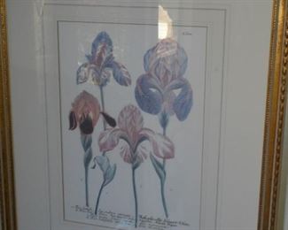 2 of 2 framed & matted Iris pictures 