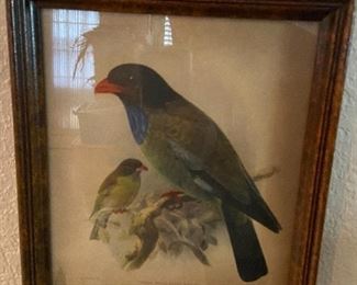 Framed Bird Prints