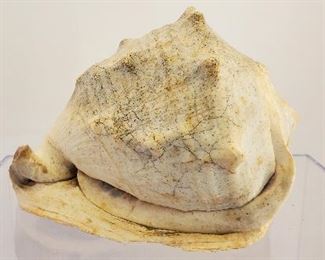 conch shell