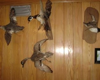 WHICH WAY TO THE TWINS SALE ! BUY IT NOW BEFORE THEY FLY OUT THE DOOR ! 