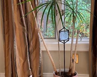 Item 115:  Plant:  $25