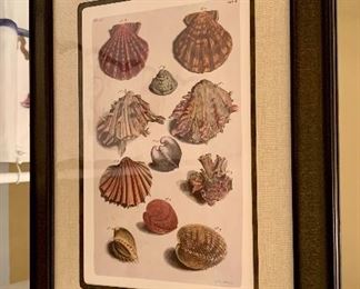 Item 182a:  Nicely framed shell print (we have 2) - 16" x 21":  $65.00
