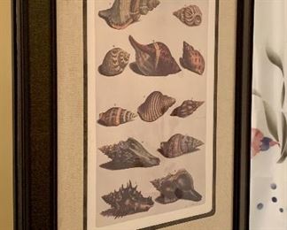 Item 182b:  Another shell picture - slightly different from the first:  $65.00