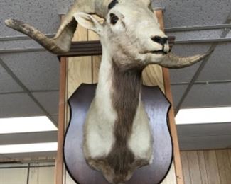 Taxidermy