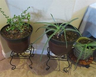 Live plants
