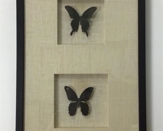 Framed collection of butterflies