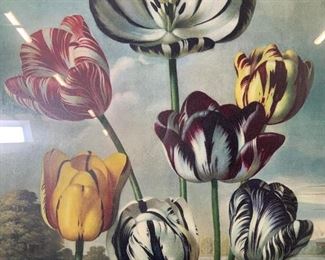 ROBERT JOHN THORTON Tulips Offset Lithograph