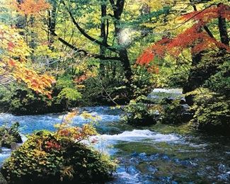 Professional Digital Photograph of River in Forest