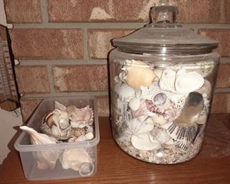 SAMPLE OF SEASHELL COLLETION, LOTS MORE