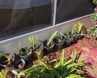 lots of potted plants