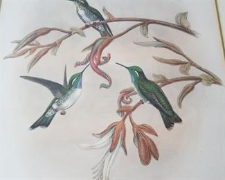Antique Gould Hummingbird