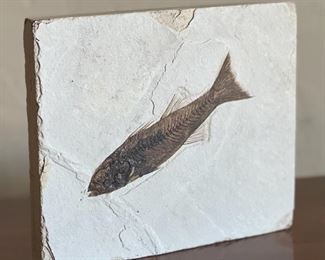 Fish Fossil 6.25x7.25x.75in HxWxD