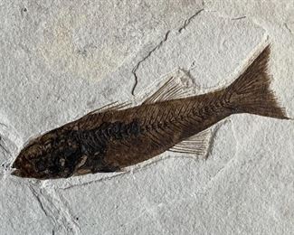 Fish Fossil 6.25x7.25x.75in HxWxD