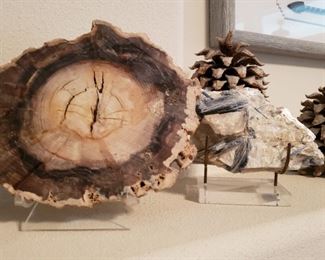 Fossilized items