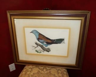 Roller Bird Framed Lithograph Print