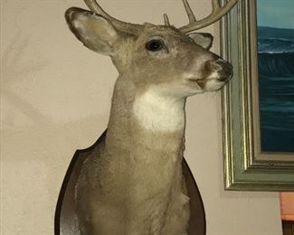 10 POINT WHITE TAIL DEER TAXIDERMY
