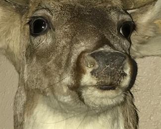 WHITE TAIL DEER TAXIDERMY