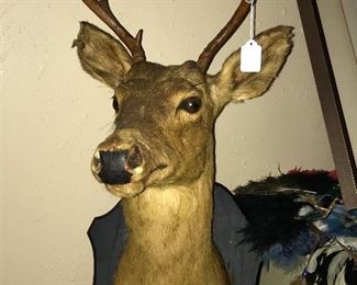 VINTAGE DEER TAXIDERMY SIGNED ON REVERSE