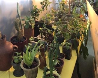 Don, the plant man is back in business. Feel free to text him directly for questions about any plants or plant purchases. Contact him for specific questions or to shop the huge selection of beautiful plants he has on hand now. His number is 770-712-1999.