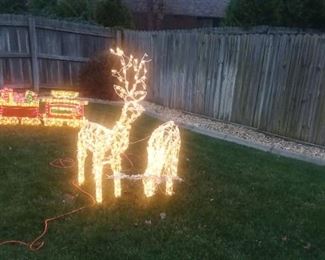 Deer lit up in the evening 