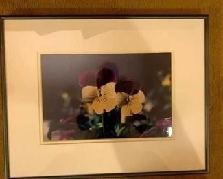 Framed Pansy Photos!