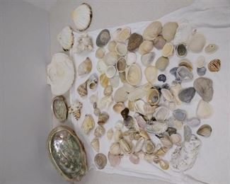Lot of Shells
