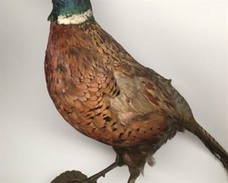 1935 Pheasantmin