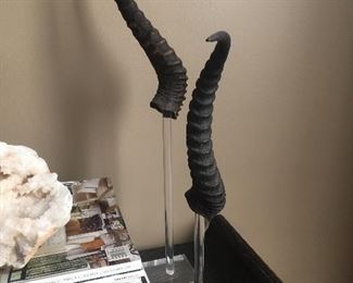 Horns on Lucite Stands