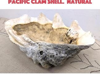 Lot 524 29 inch Giant South Pacific Clam Shell. Natural