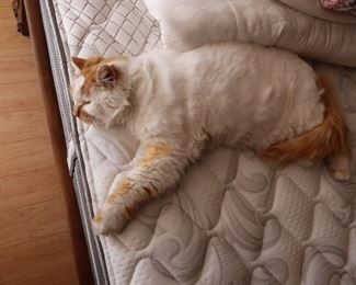 If you are allergic to dogs or cats, do not buy the mattress!