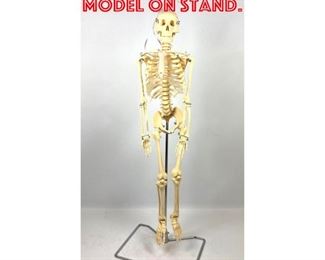 Lot 1252 3ft Skeleton Medical Model on stand. 