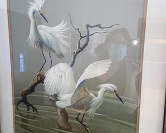 Egrets 