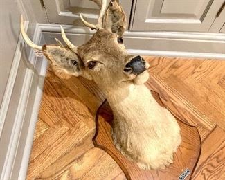 $50-7 point Buck.