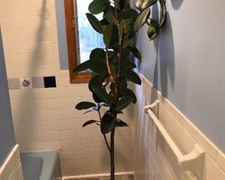 #58) $15  - Rubber Tree