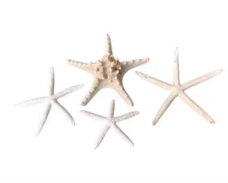 Starfish Assortment, Set of 4
