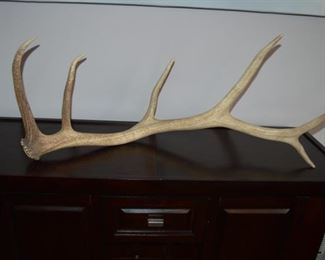 Elk antlers