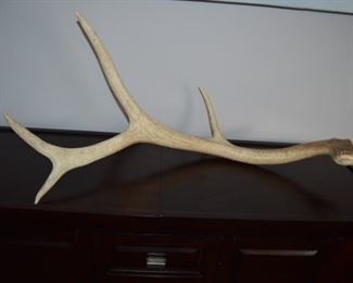 antlers