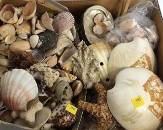 https://connect.invaluable.com/randr/auction-lot/box-of-dried-seashells-starfish-and-more_DC94037A56