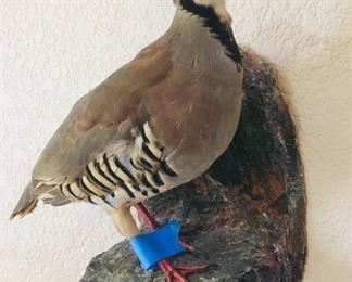 Taxidermy Quail