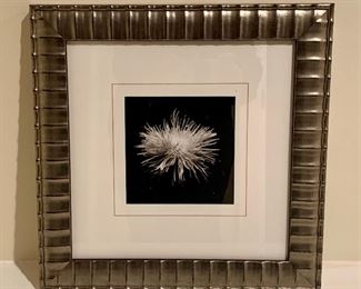 Item 91a:  Black & white "spider mum" with silver frame 15" x 15":  $16
