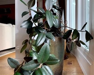 Item 149:  Rubber tree plant - 18.5" (planter):  $65