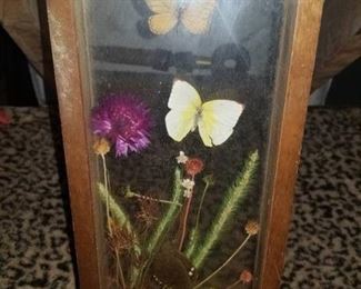 Framed Peruvian Butterfly Display